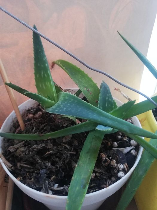 Каланхое. Столетник. денежное дерево.