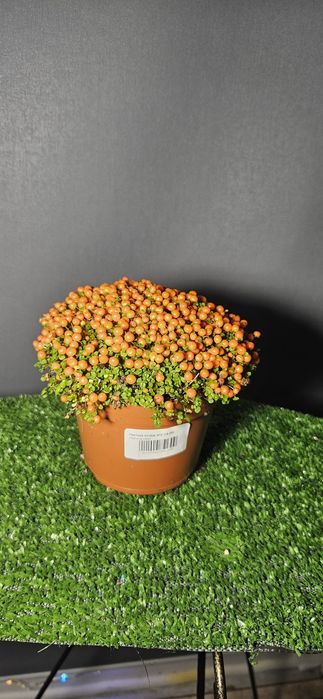 Продам мухоловку ,лимон ,мандарин,ананас,розу,каланхое ,рождественник