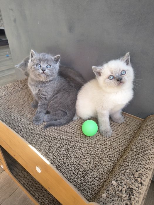 Koty brytyjskie niebieskie kotki silver point