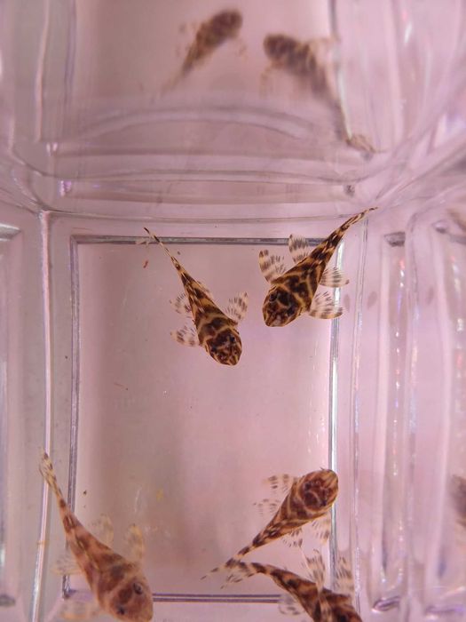 Zbrojnik Hypancistrus L333