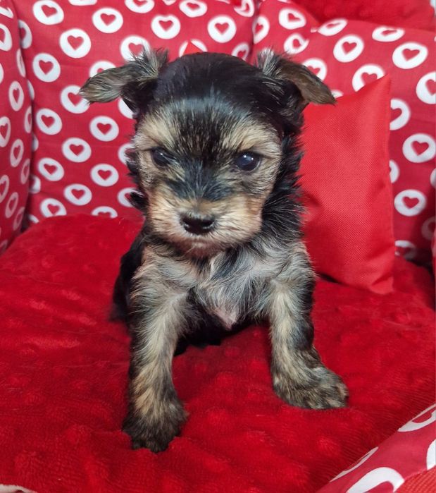 Yorkshire Terrier – uroczy piesek black tan, odbiór od 19.01