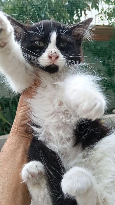 Pikachu- gatinha bebé para adoção responsável