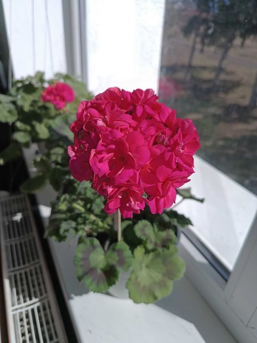 Пеларгонія ТА Шахерезада