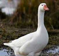 Продам молодого ГУСАКА