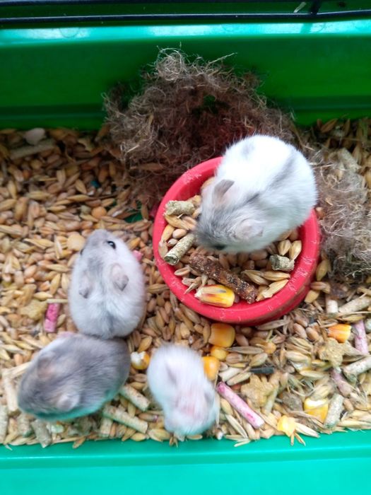 Хомячки Кременчуг