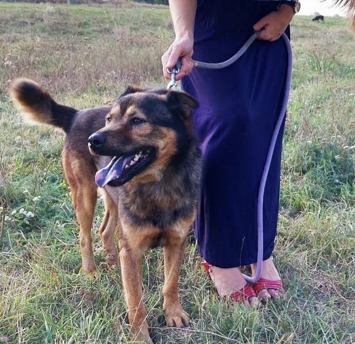 Віддаємо песика в добрі руки