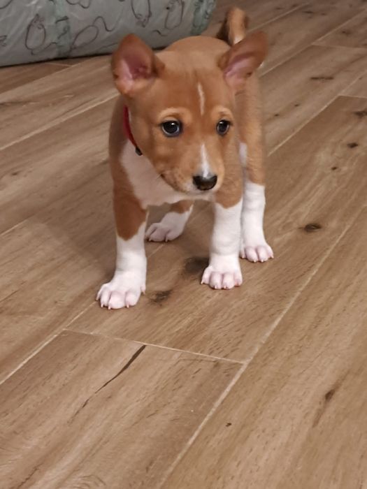 Basenji szczenię rudo-białe
