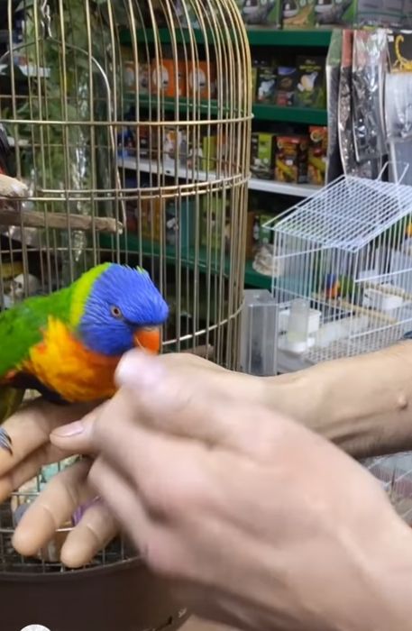 Papagaio lory demosticados