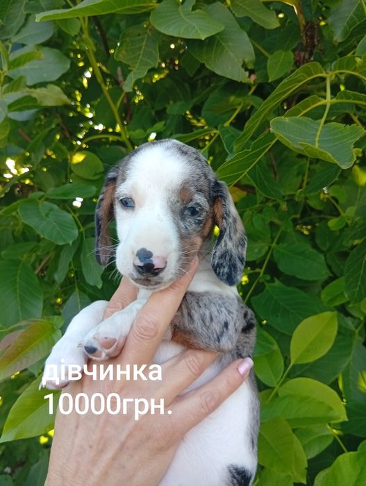 Продаю таксенят.