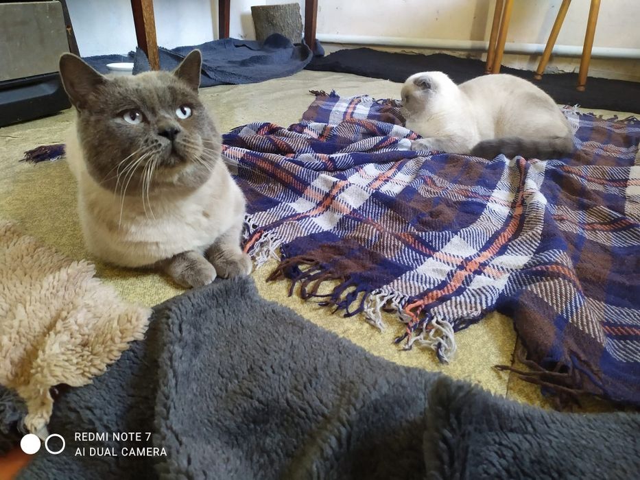 В'язка з прямовухим Шотландський скотіш -страйт