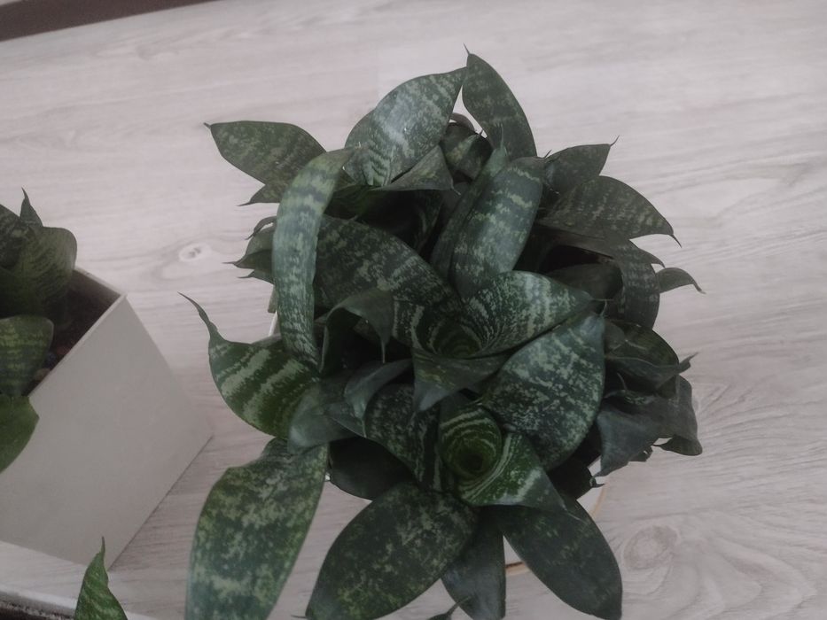 Sansewieria kwiatek doniczowy.