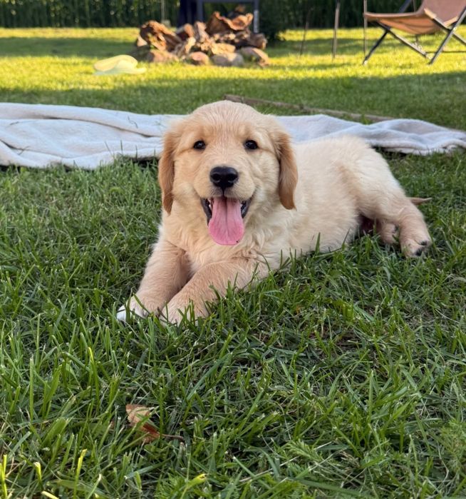 Złoty Golden retriever - sunie i pieski