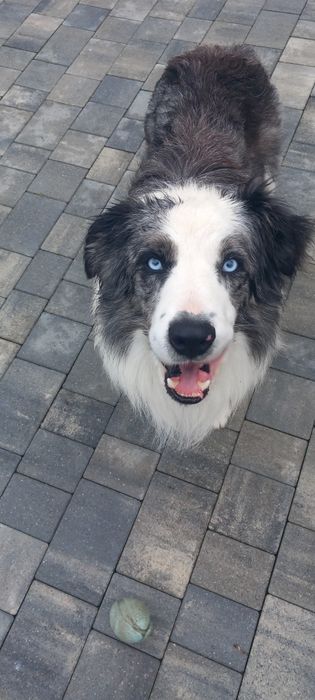 Szczeniak Border collie