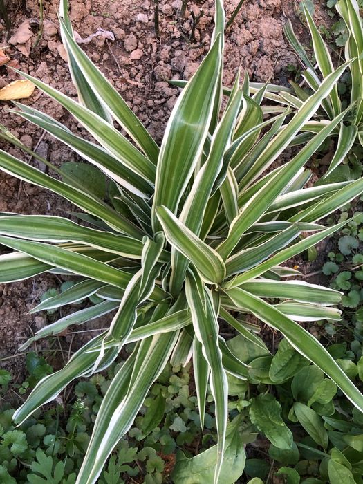 Хлорофітум кущик d. 50 см 90 грн