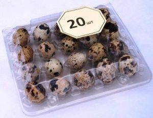 Суточные перепела,молодняк.