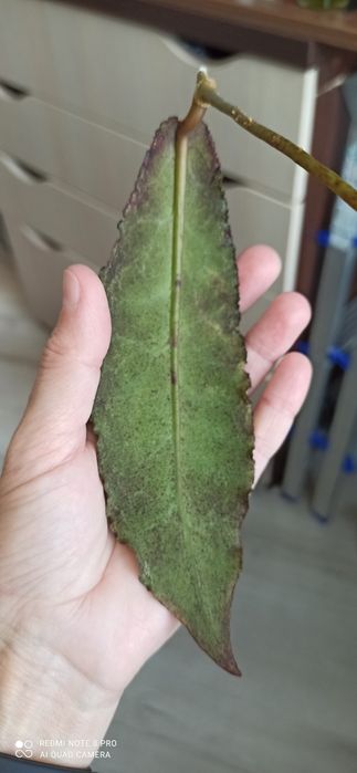 Hoya undulata silver