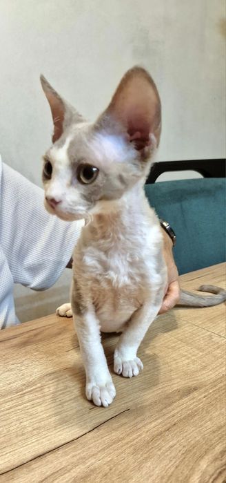 Liliowy Dropsik devon Rex