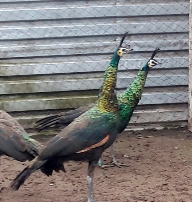 Paw  pawie  -  oryginał - polecam