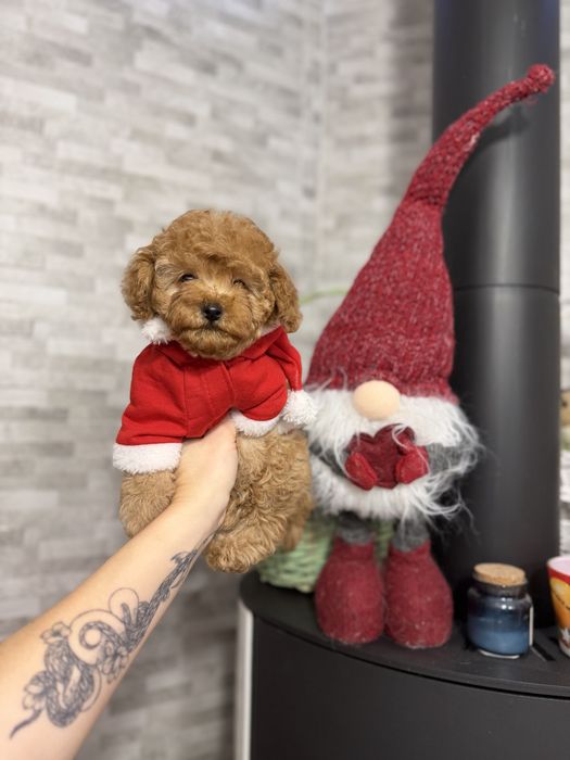 Мальтіпу кукляшні дітки