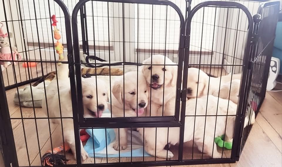 Piesek Golden Retriever szczeniak z dokumentami