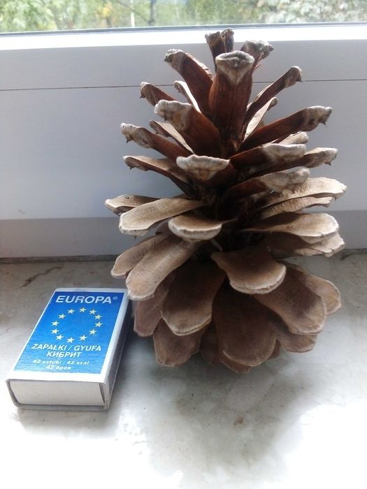 10 szyszek sosny czarnej