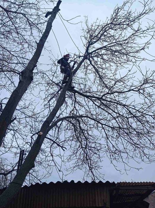 Спил ,ВИДАЛЕННЯ!Проблемних, Великих, Аварійних дерев!!!Арборист.