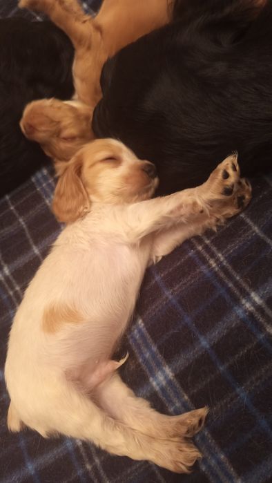 Англійський спаніель