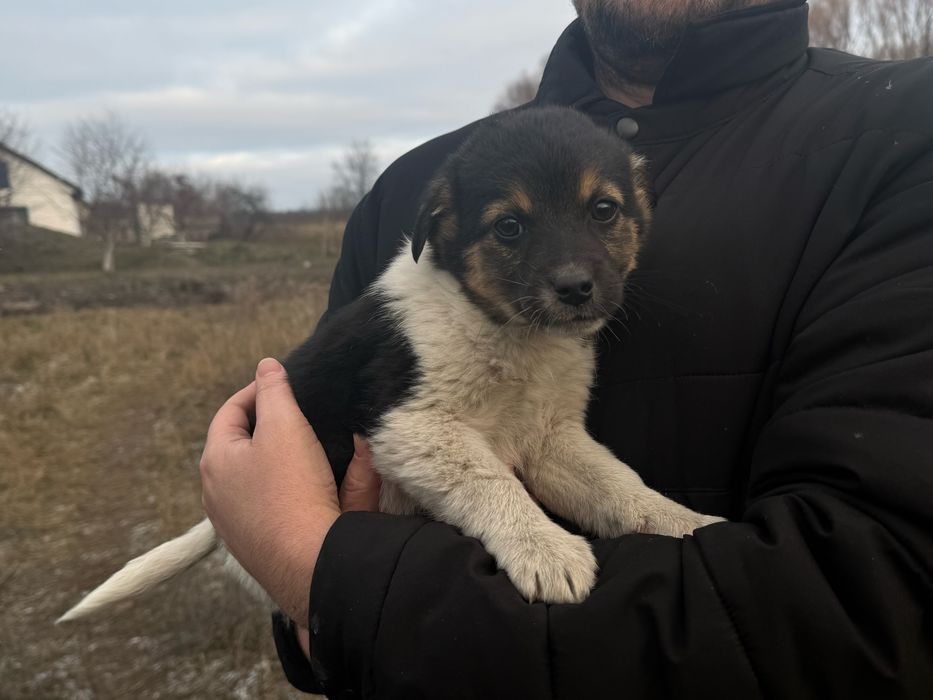 Маленькі собачки шукають велику любов!
