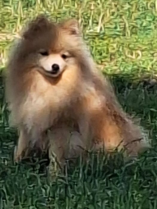 Продається підрощене  цуценя шпіца.