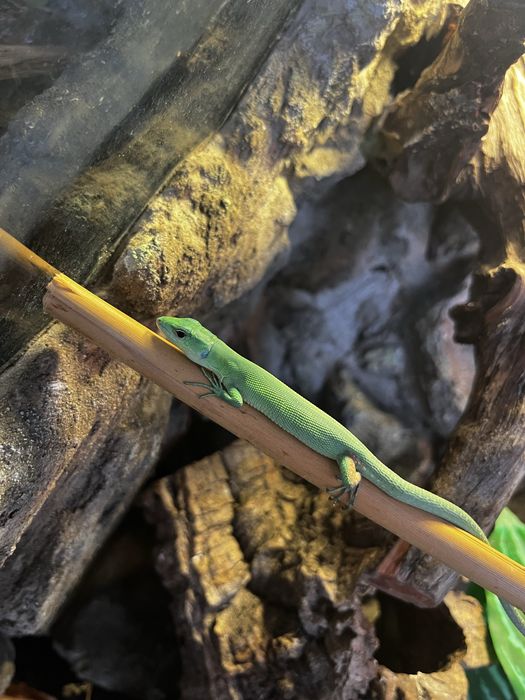 Jaszczurka Gastropholis praisna młody samczyk