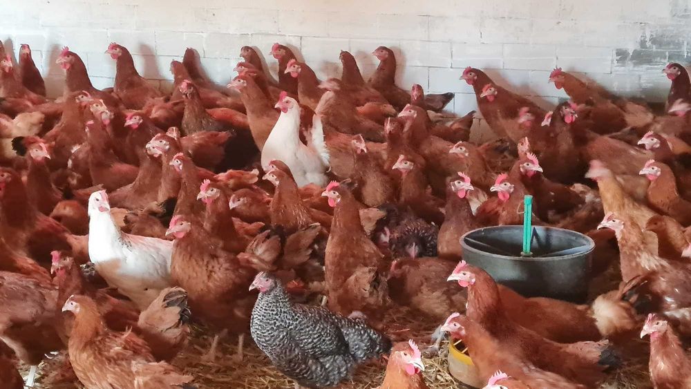 Kurki kury nioski młode prosto od Hodowcy.Rosa1 Leghorn Sendy Dominant