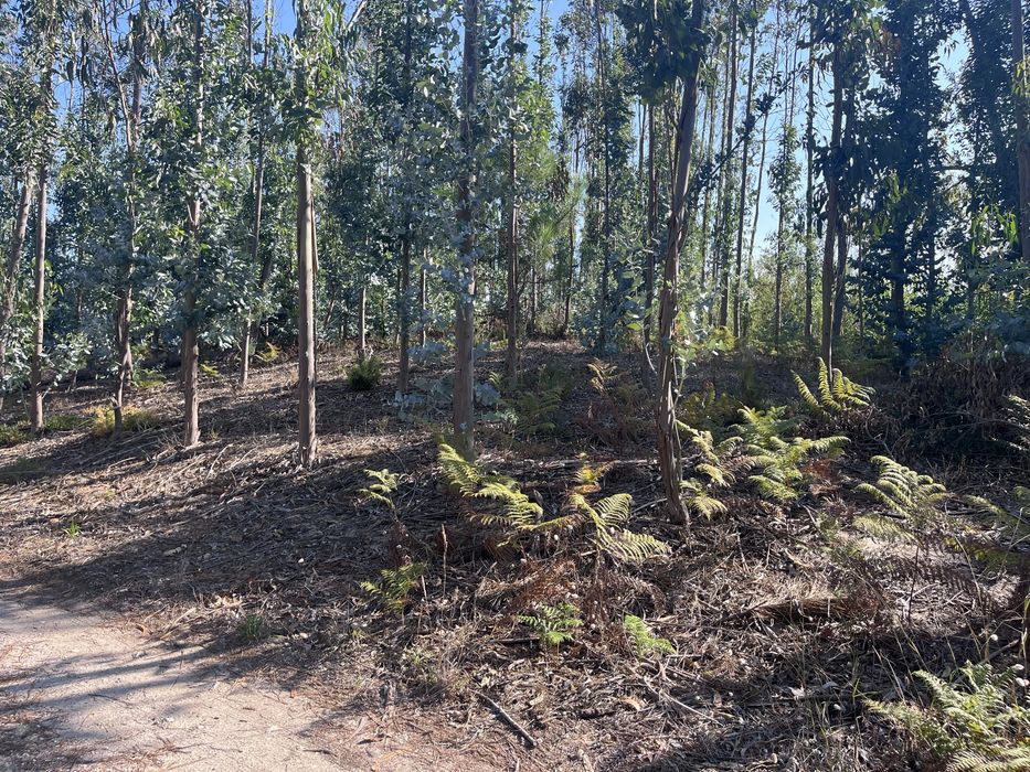 Terreno Rústico com 3.574 m² e Eucaliptal – Vieira de Leiria