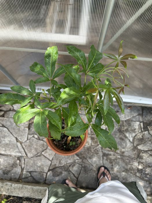 Planta de Sapote branco
