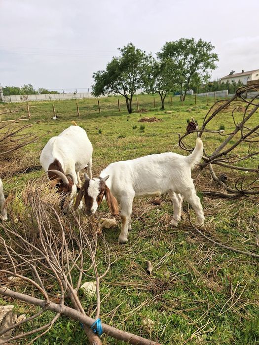 Cabrito Boer puro