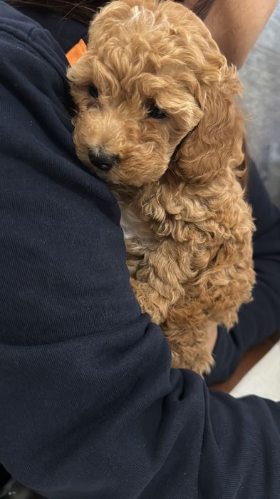 Caniche/ Poodle toy menino