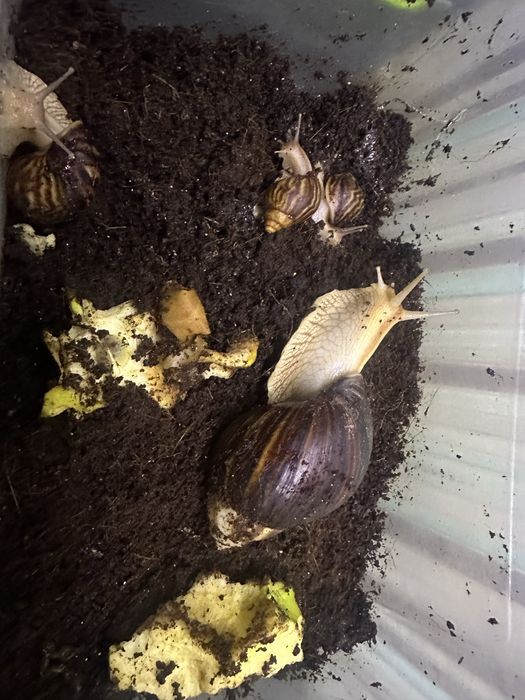 Равлики косметичні