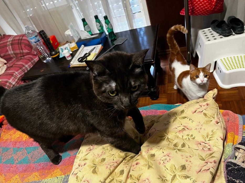 Gata e gato para adocao consciente