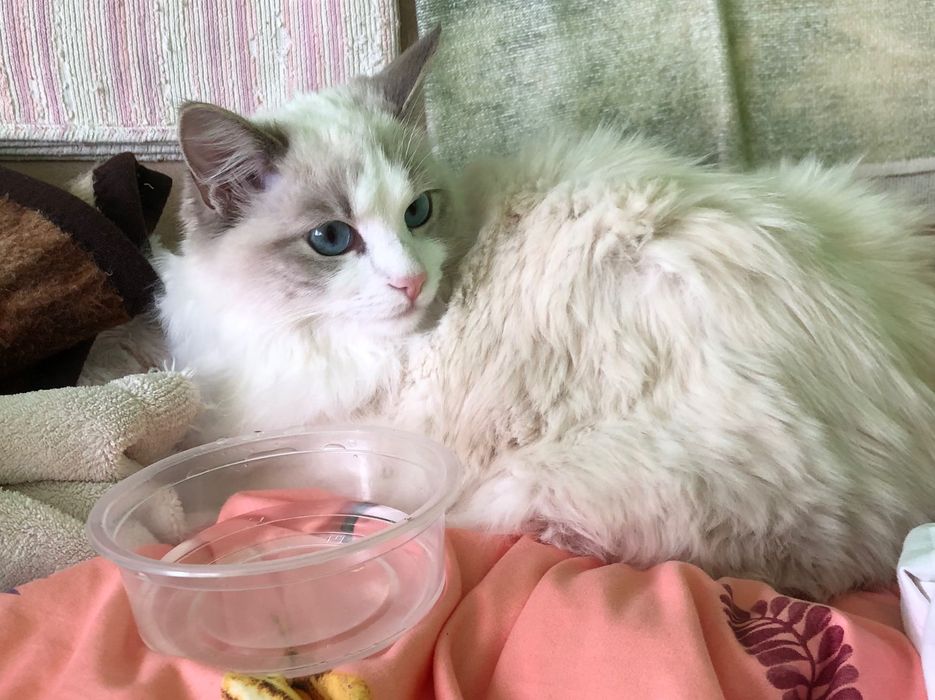 Jest wstepna Rezerwacja - Piękna Kotka rasy ragdoll