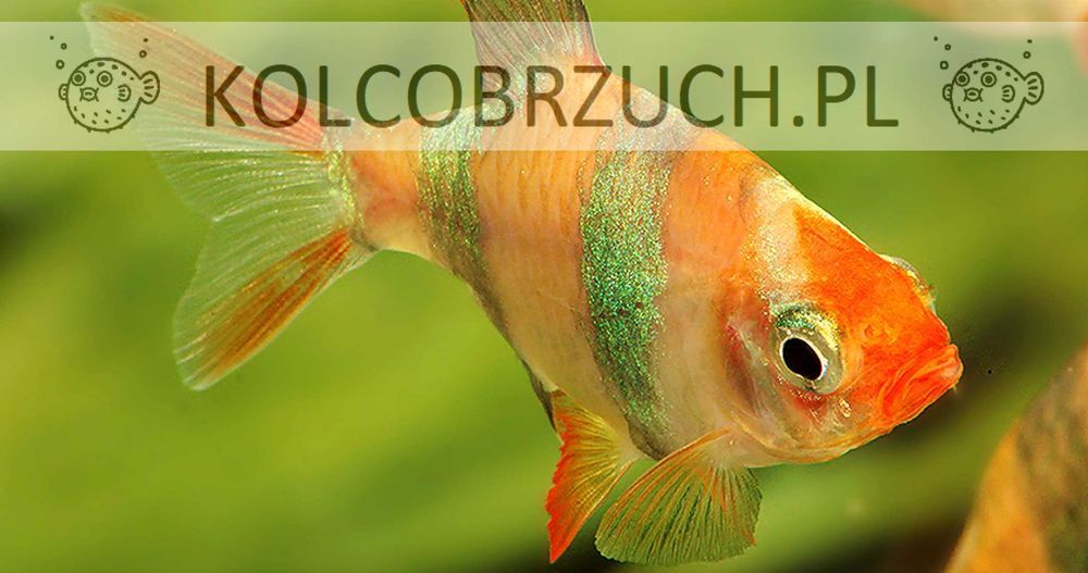 Brzanka sumatrzańska - Puntigrus tetrazona ALBINOS - GOLD - dowóz