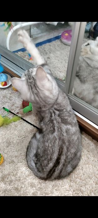 Серебристый мраморный мальчик.Скоттиш страйт.