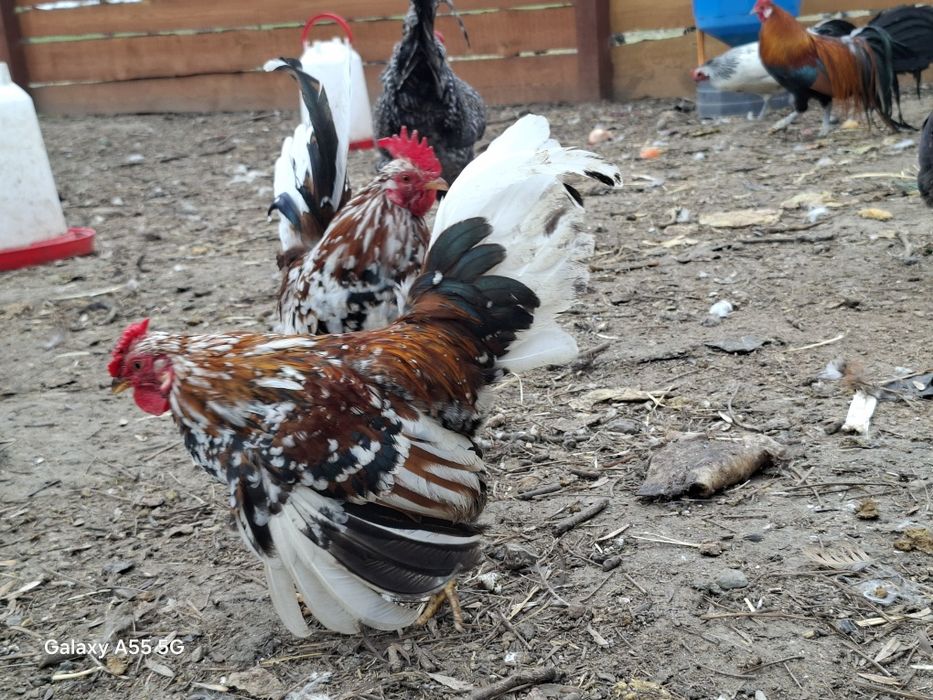 Kogut.iliputy  młode