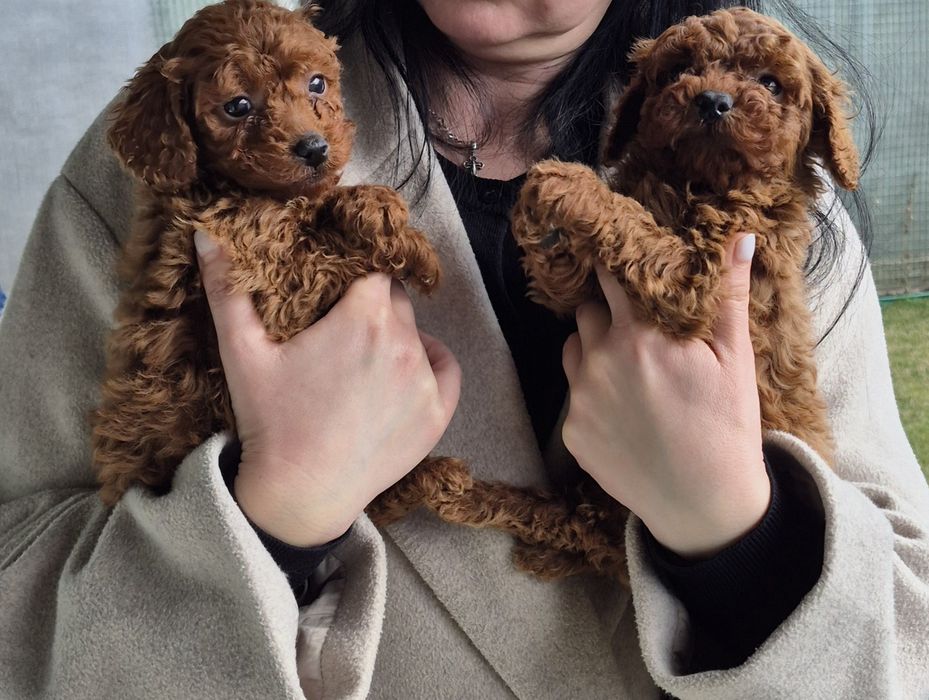 Шикарні красунчики Пудель той.