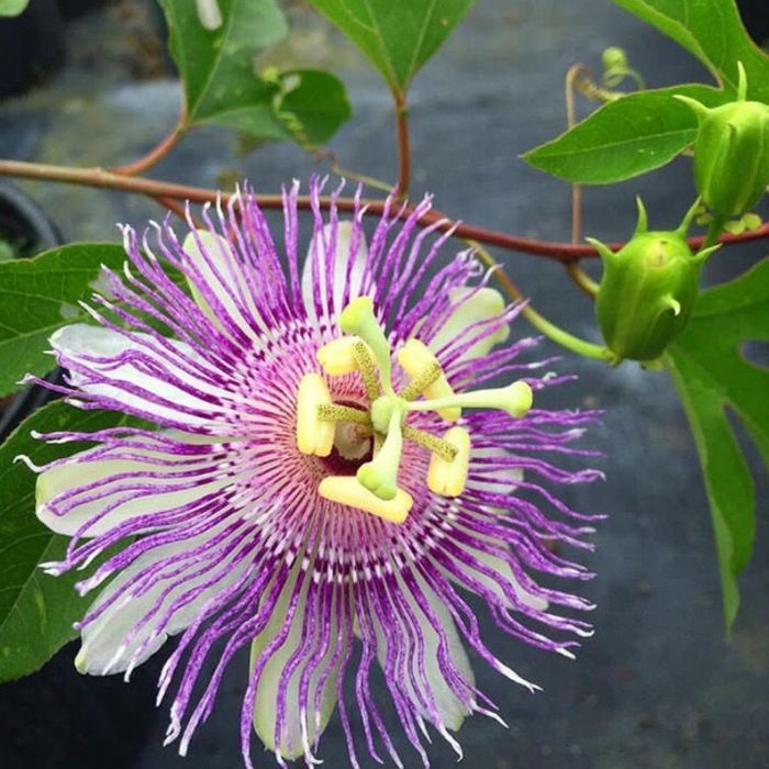 mrozoodporna Męczennica cielista (Passiflora incarnata) do -23 C