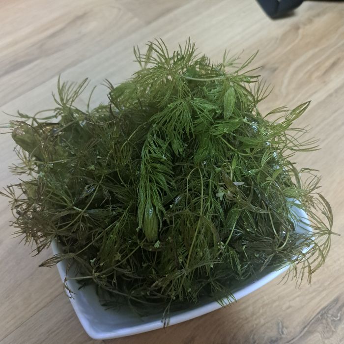 Rogatek roślina rogatek