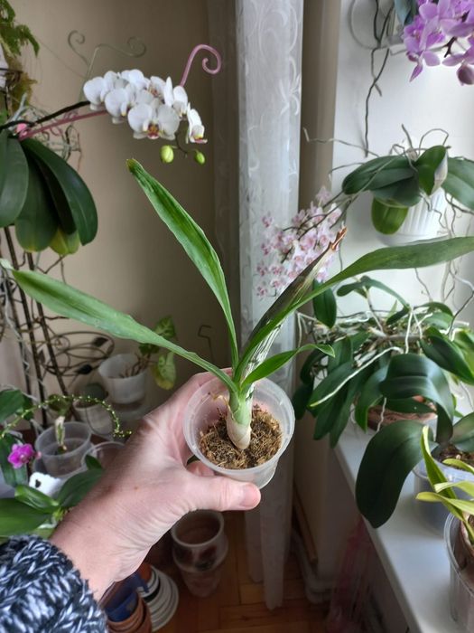 орхідея катасетум Catasetum pileatum 'Red Pena