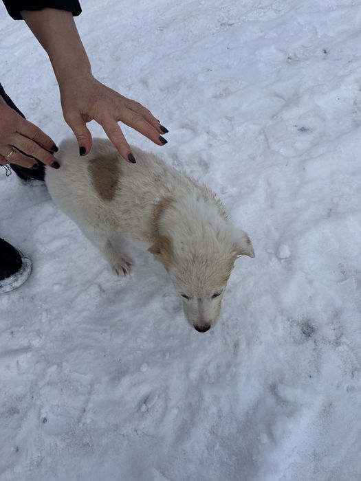 Цуценята шукають дім (від 22.10) - дівчинка
