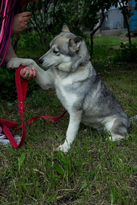 Шукаю відповідальну родину для дівчинки хаскі