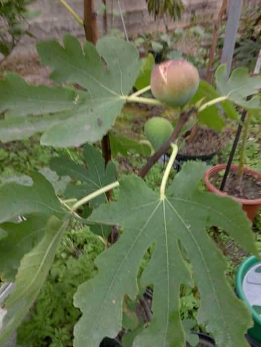 лимони, інжир,саженці