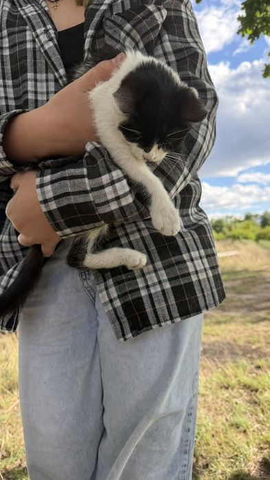 Котик віддаємо в добрі руки , Саврань