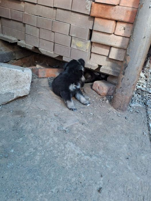 отдам бесплатно щенков хаски